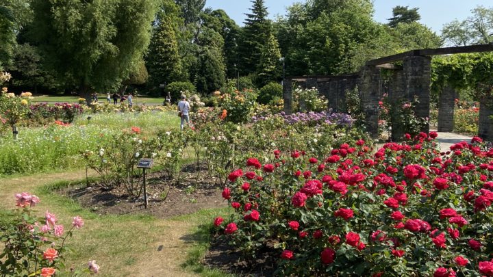 Belfast Botanical Gardens Rose garden